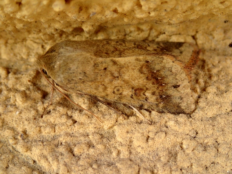 Da Id. - Helicoverpa armigera